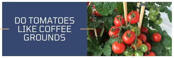 Do Tomatoes Like Coffee Grounds