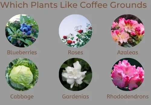 Which Plants Like Coffee Grounds