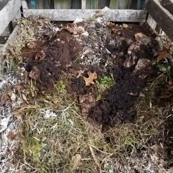 coffee grounds in compost