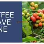 Does coffee fruit have caffeine