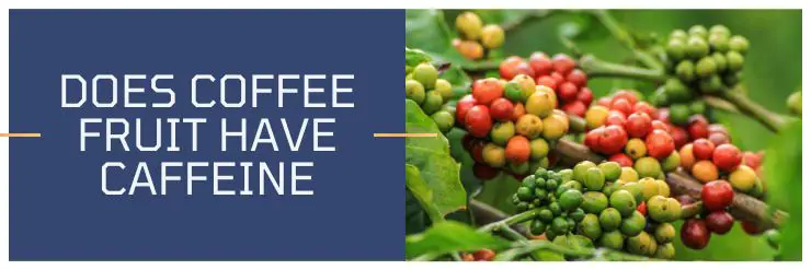 Does coffee fruit have caffeine